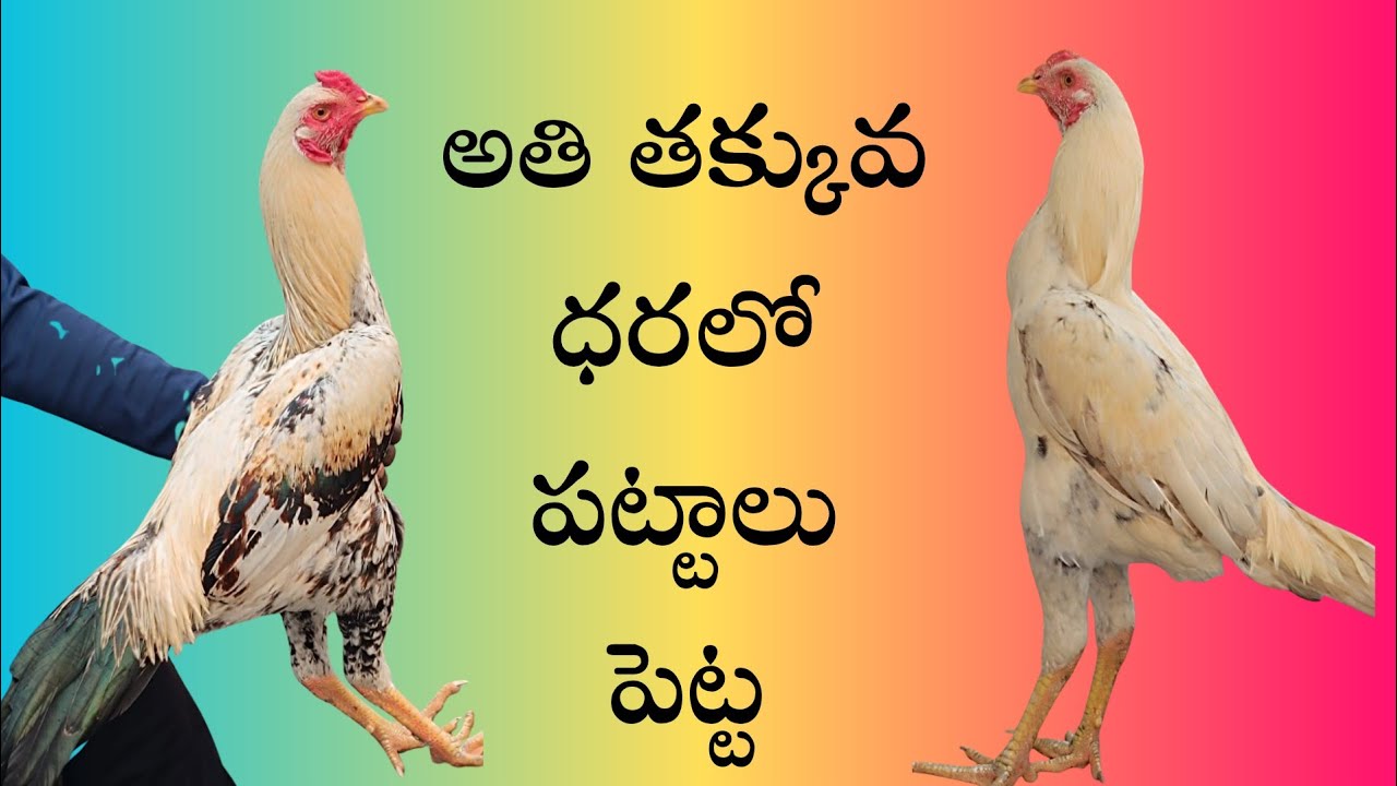 చాలా తక్కువ ధరలో పెట్టా మరియు పుంజులు #9949757842 #khrfarms #mettavaatam 