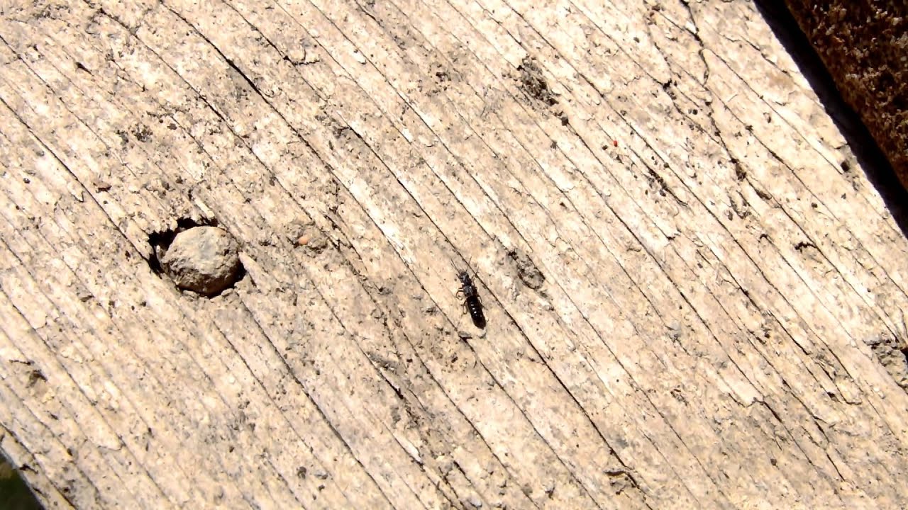 Anotylus sp. - Rove Beetle / Kurzflügler