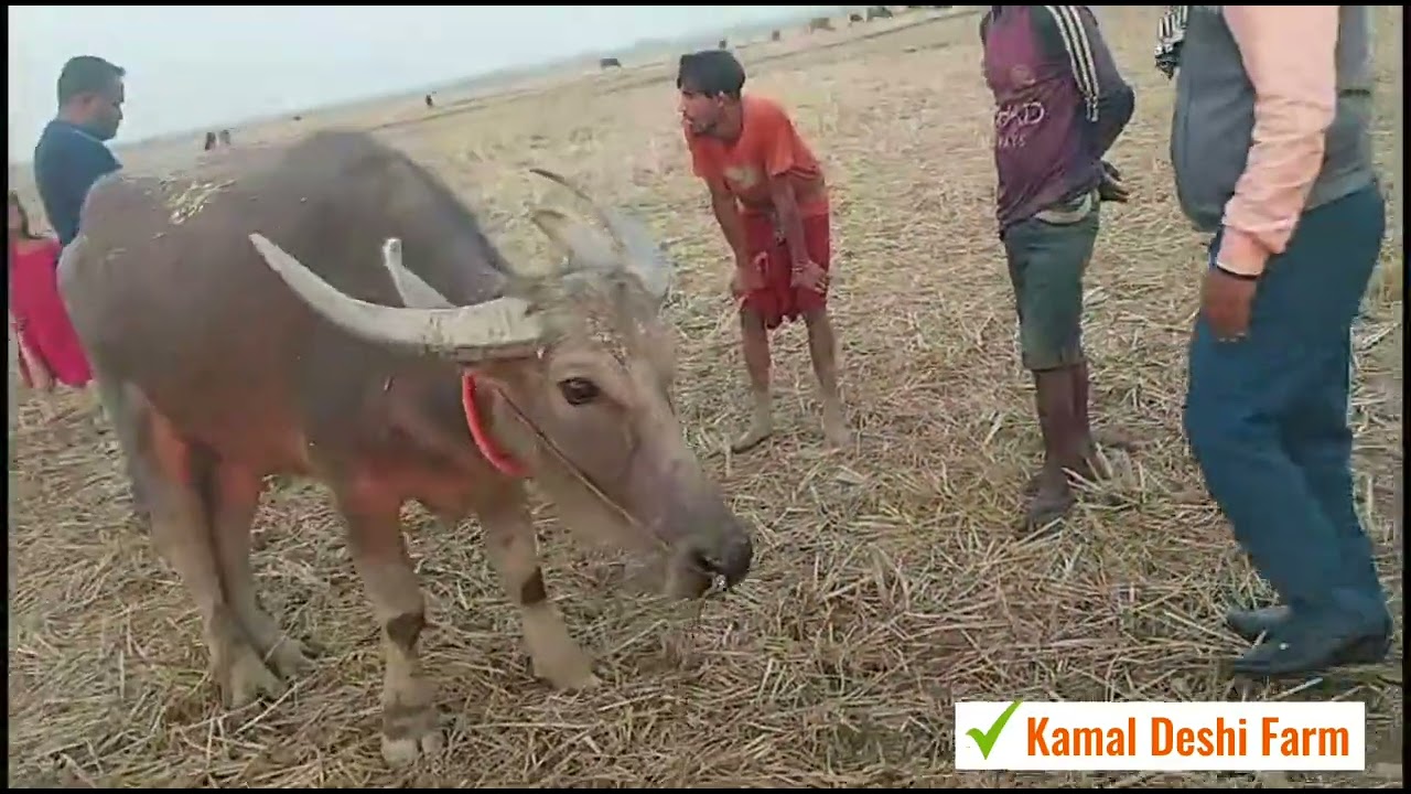 আমাদের ময়শ ভালো নেই, ময়শের পা ফুলে গেছে এবং ডাক্তার এখানে চিকিৎসা দিতে এসেছেন Moulovibazar|Sylhet