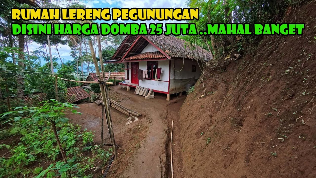 WAH ...Satu Ekor Domba DiKampung Ini Harganya 25 Juta...Mahal Ya...