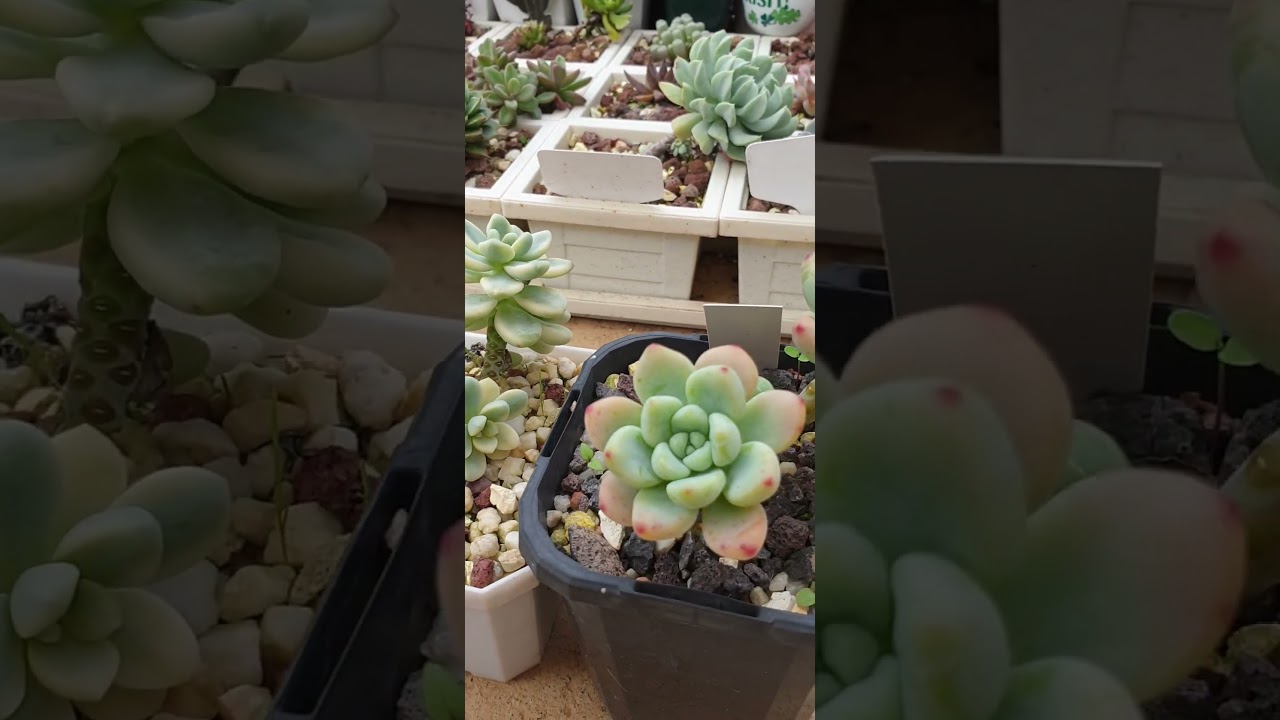Exploring Sedum Clavatum: Succulent Species Spotlight and Care Tips