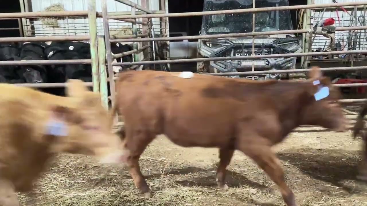 Bulls&Strs 250-375 Lb order. 319.72 Lb Avg. Cost as quoted. www.johnredditt.com 615.606.6216