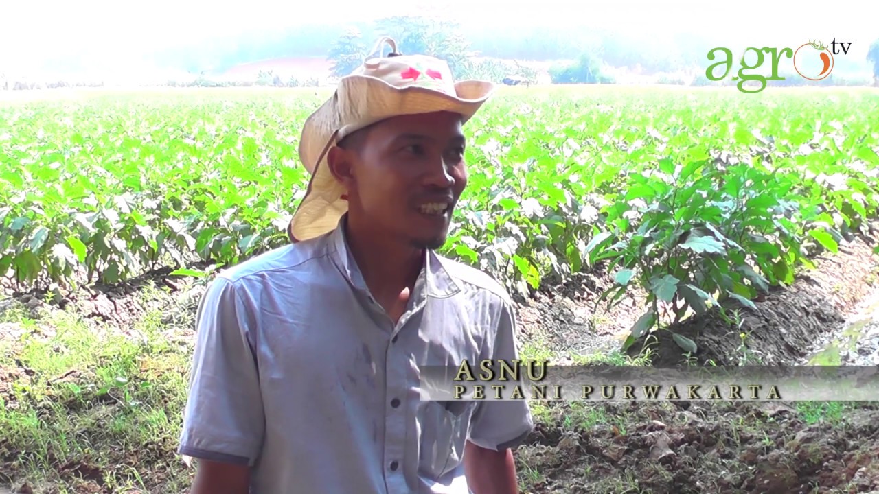 Optimis Bertani Sukses diraih