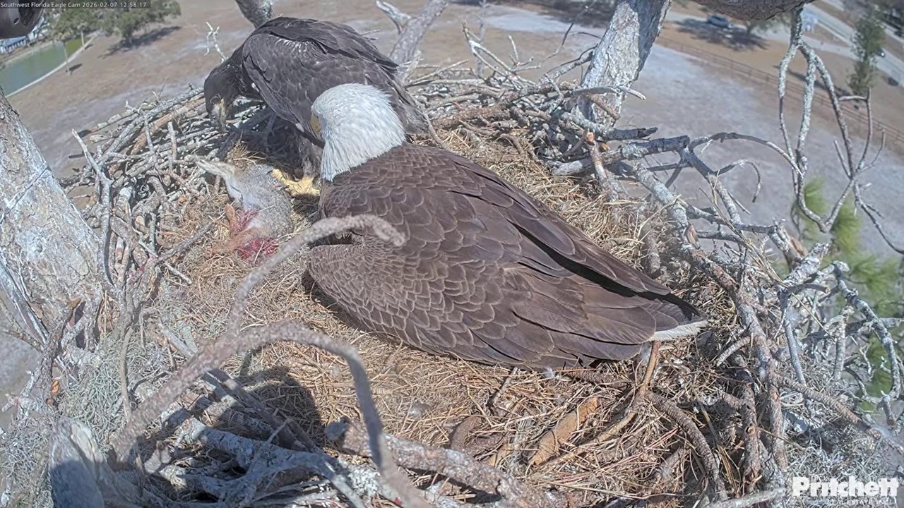 SWFL Eagle: M15 brought back a rabbit and E26 trying to self feed on it -- 2026 02 07