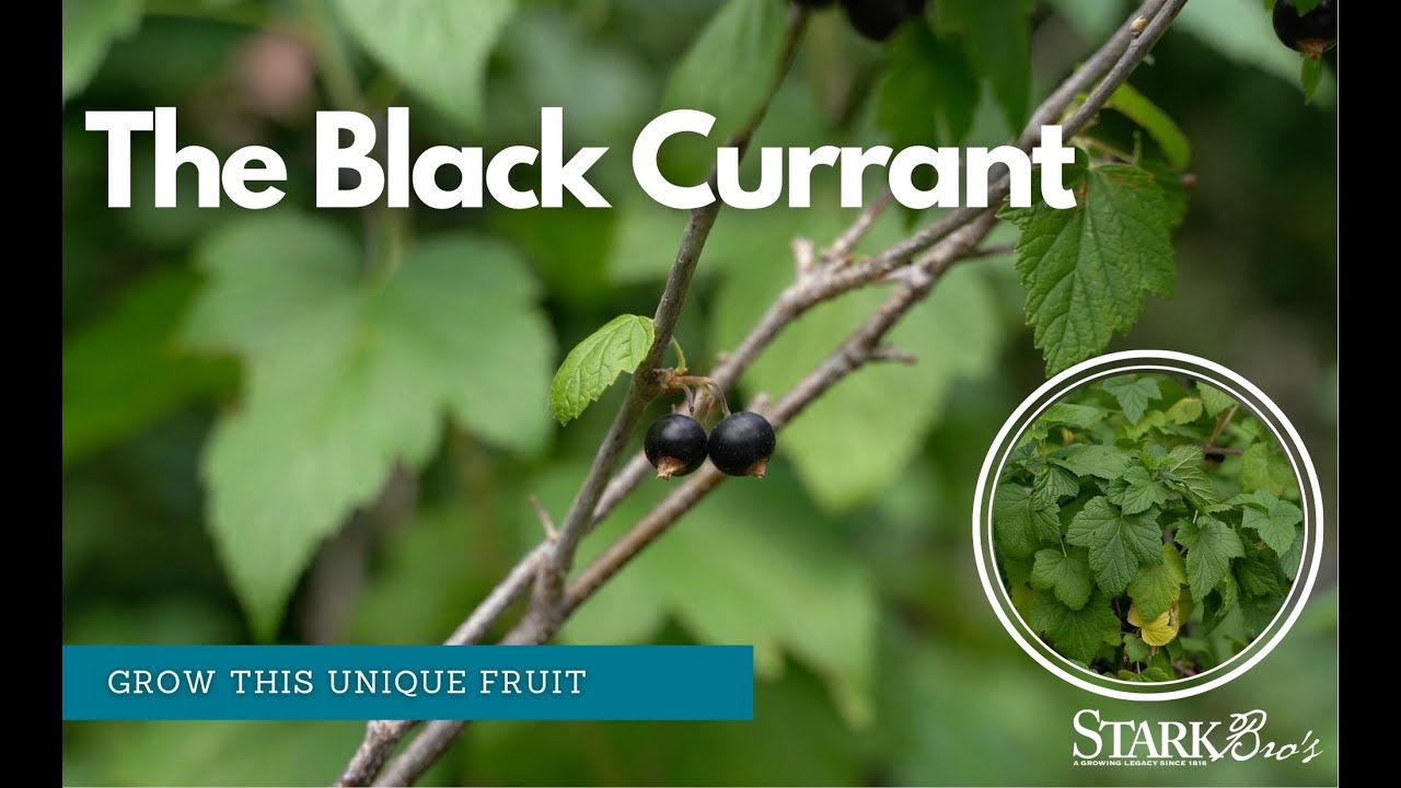 Grow this Unique Fruit - The Black Currant