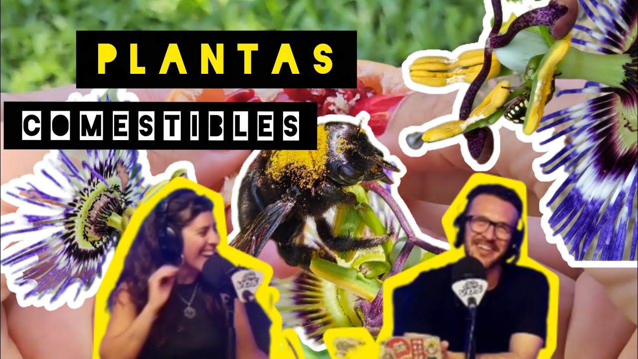 Comemos solo el 1% de las plantas comestibles | Columna ambiental en Pasaron Cosas 