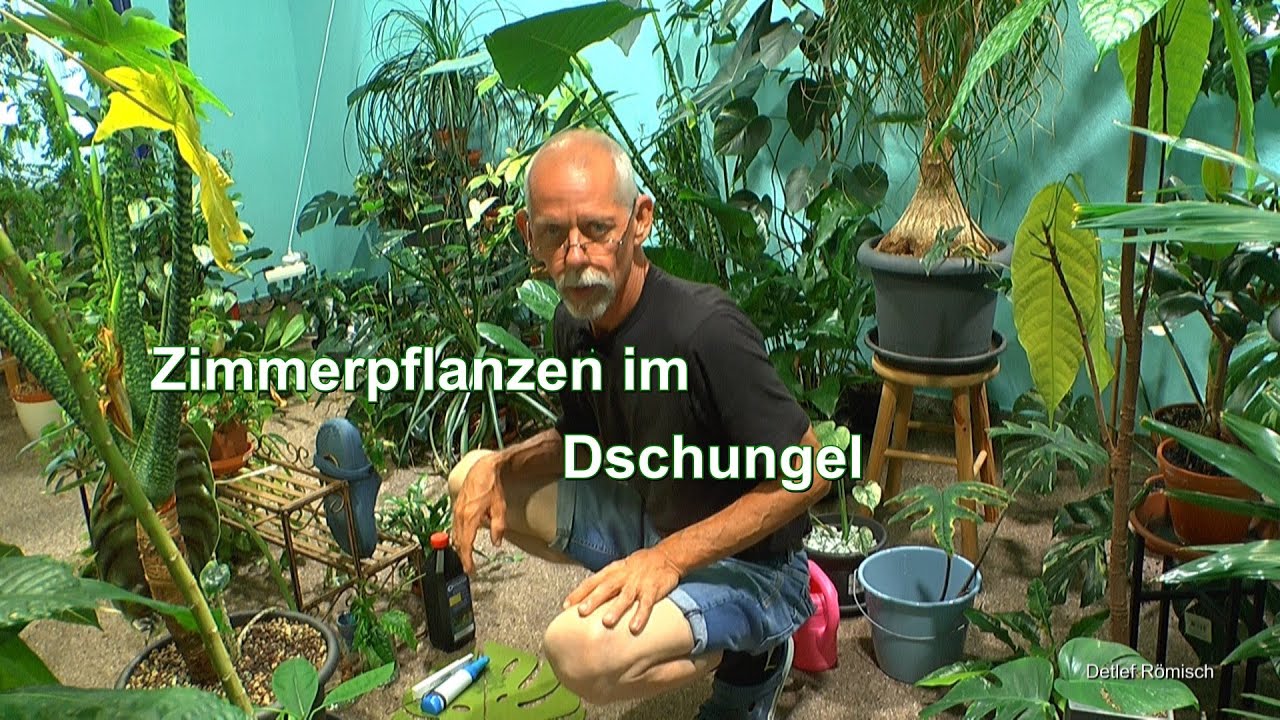 Zimmerpflanzen im Dschungel Arbeiten mit den Pflanzen