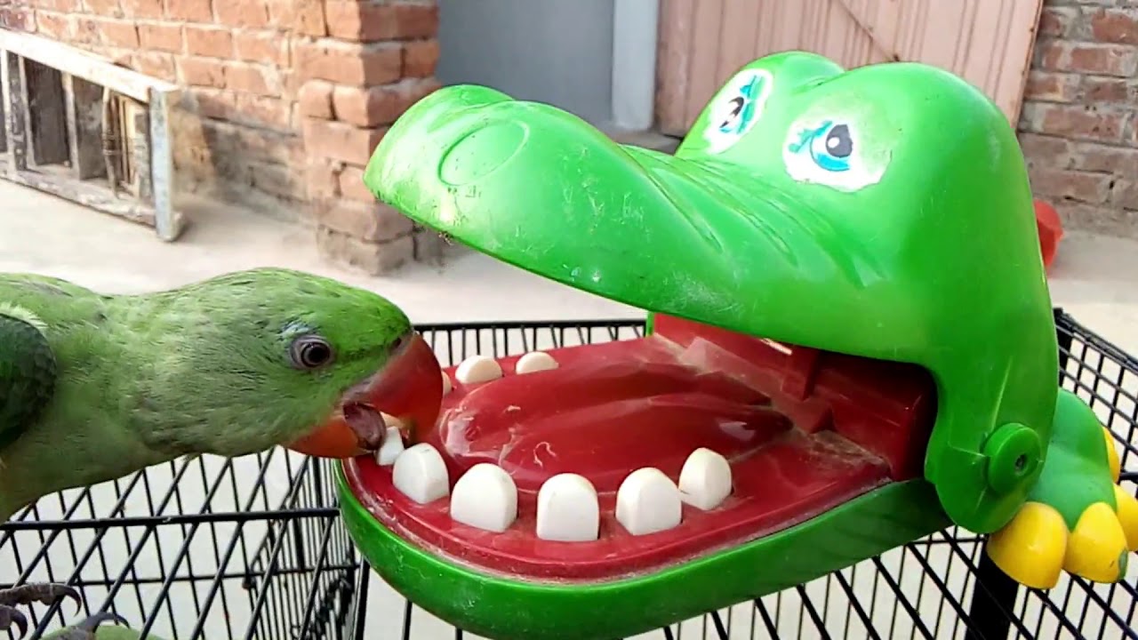 Parrots playing