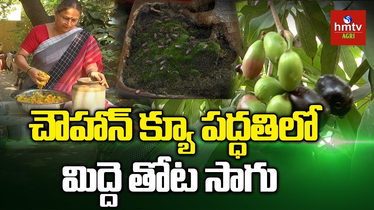 Chohan-Q Method in Terrace Garden | Pinnaka Padma Terrace Gardening Success Story | hmtv Agri