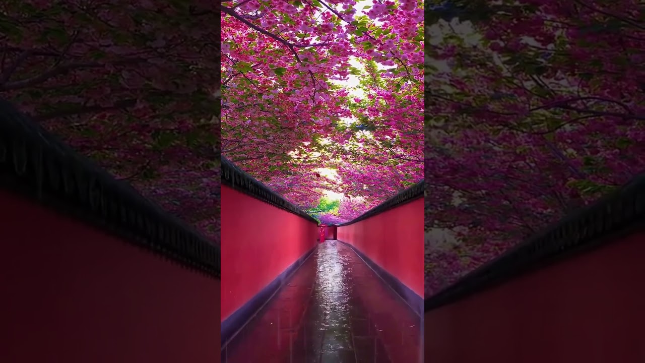 The Corridor Sky Covered in Full Blossom Flowers