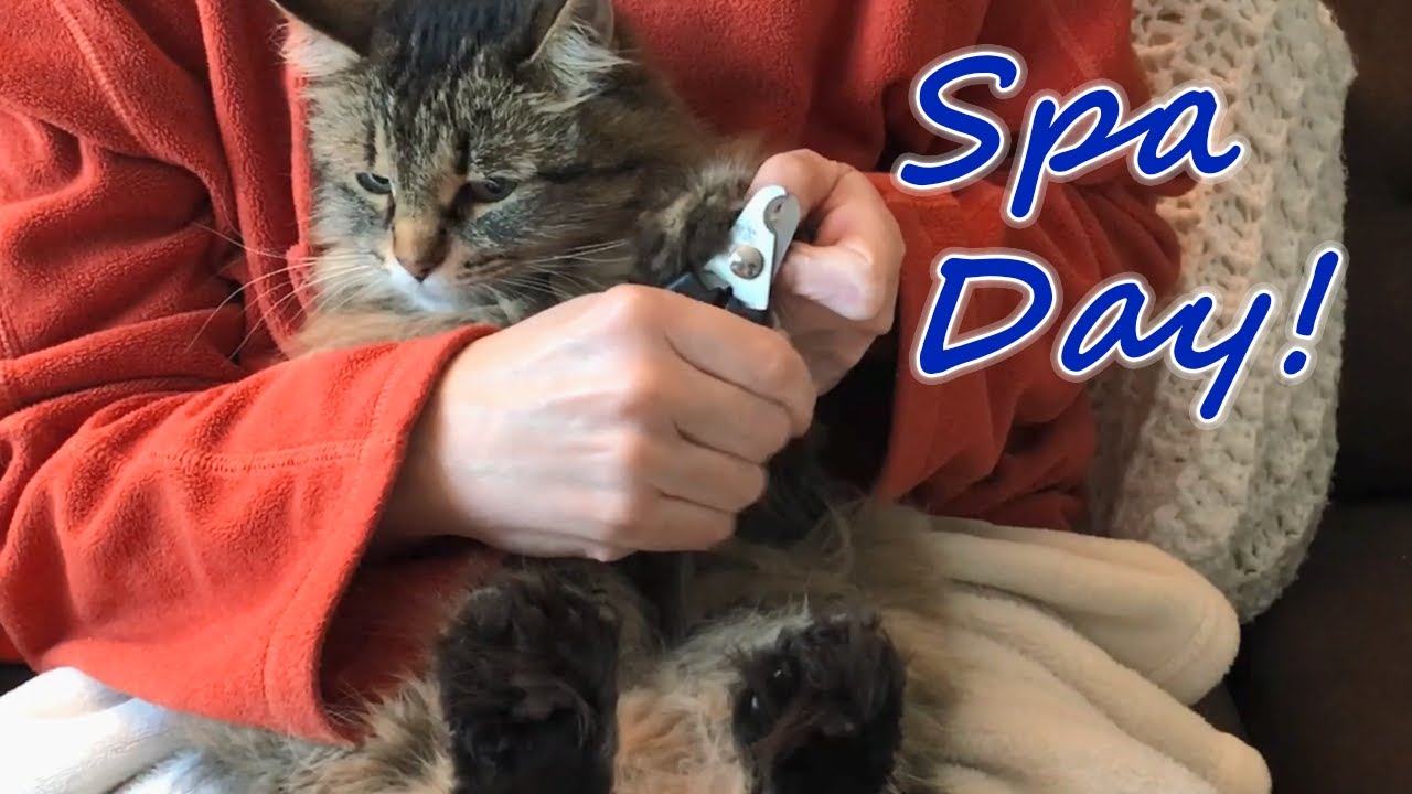Cat Claw Trimming - Polydactyl Claws + Difficult Cat (Betty, of Course)