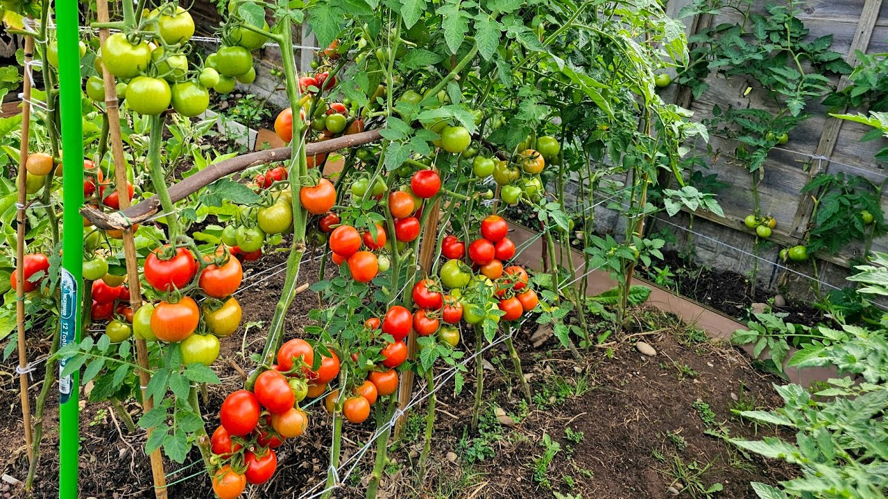 Tomato farming, tomato vertical farming | harvest tomatoes 