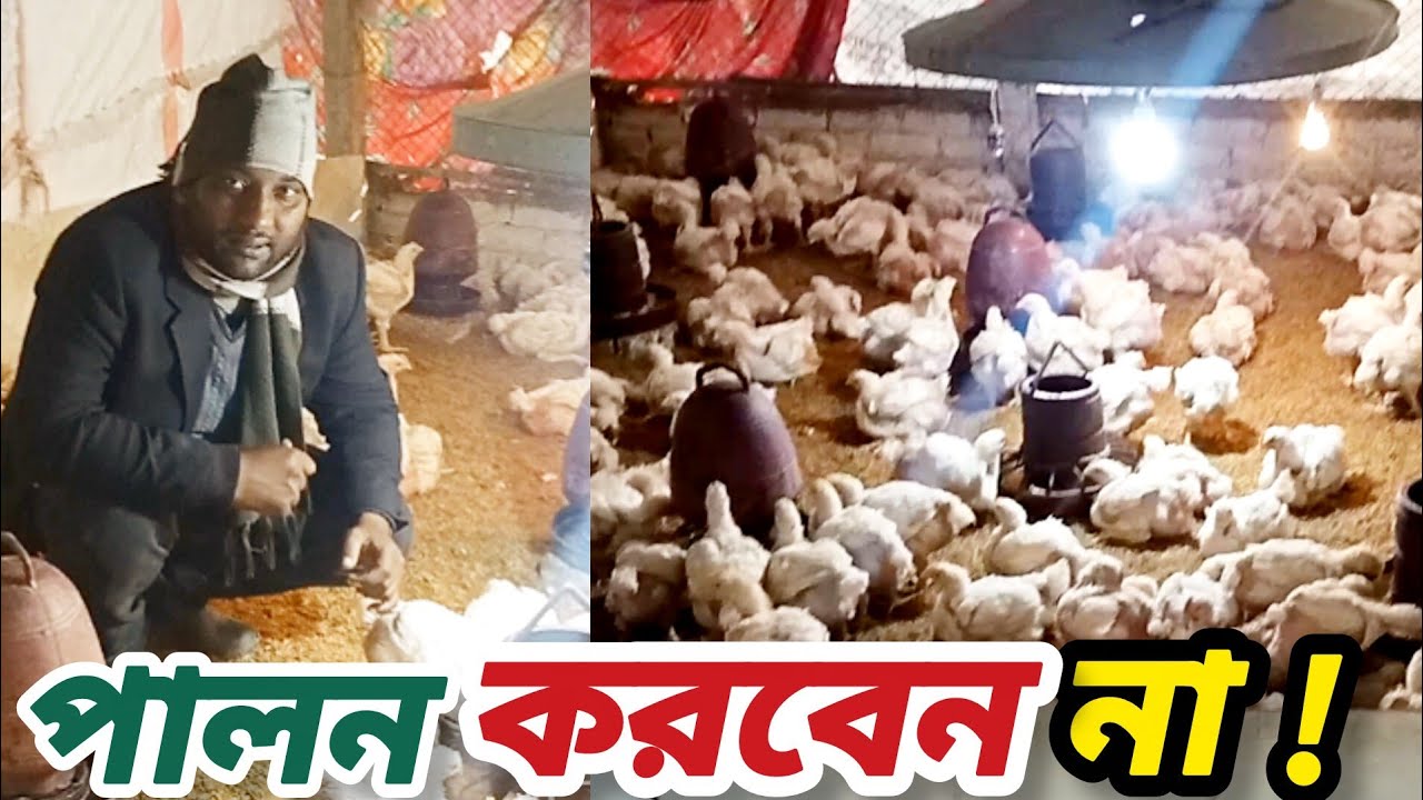 শীতকালীন ব্রয়লার যত্ন: এই প্রস্তুতি না থাকলে ব্রয়লার পালন করবেন না।Winter Broiler Management