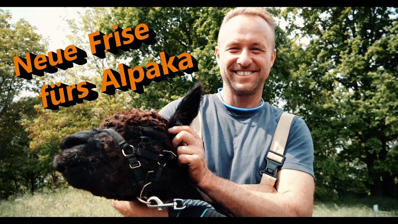 Alpaka scheren, Alpakahof Czorneboh, Alpakas 1/2