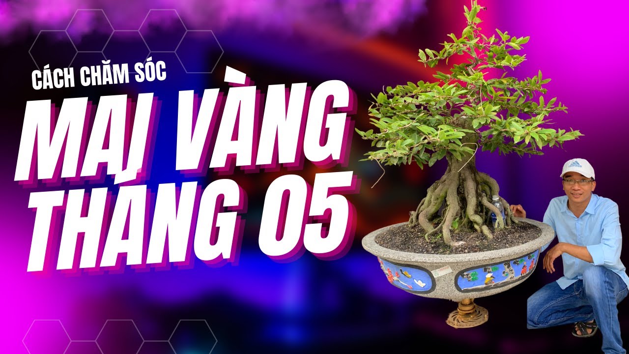 Các Bước chăm sóc Mai Vàng Ghép Tháng 05 Âm Lịch - Lê Việt Mai Vàng Bonsai