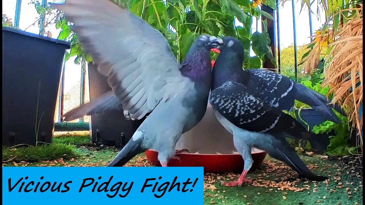 Wild Pigeon Fight Kicks Off! Feeding Pigeons / Balcony Bird Table
