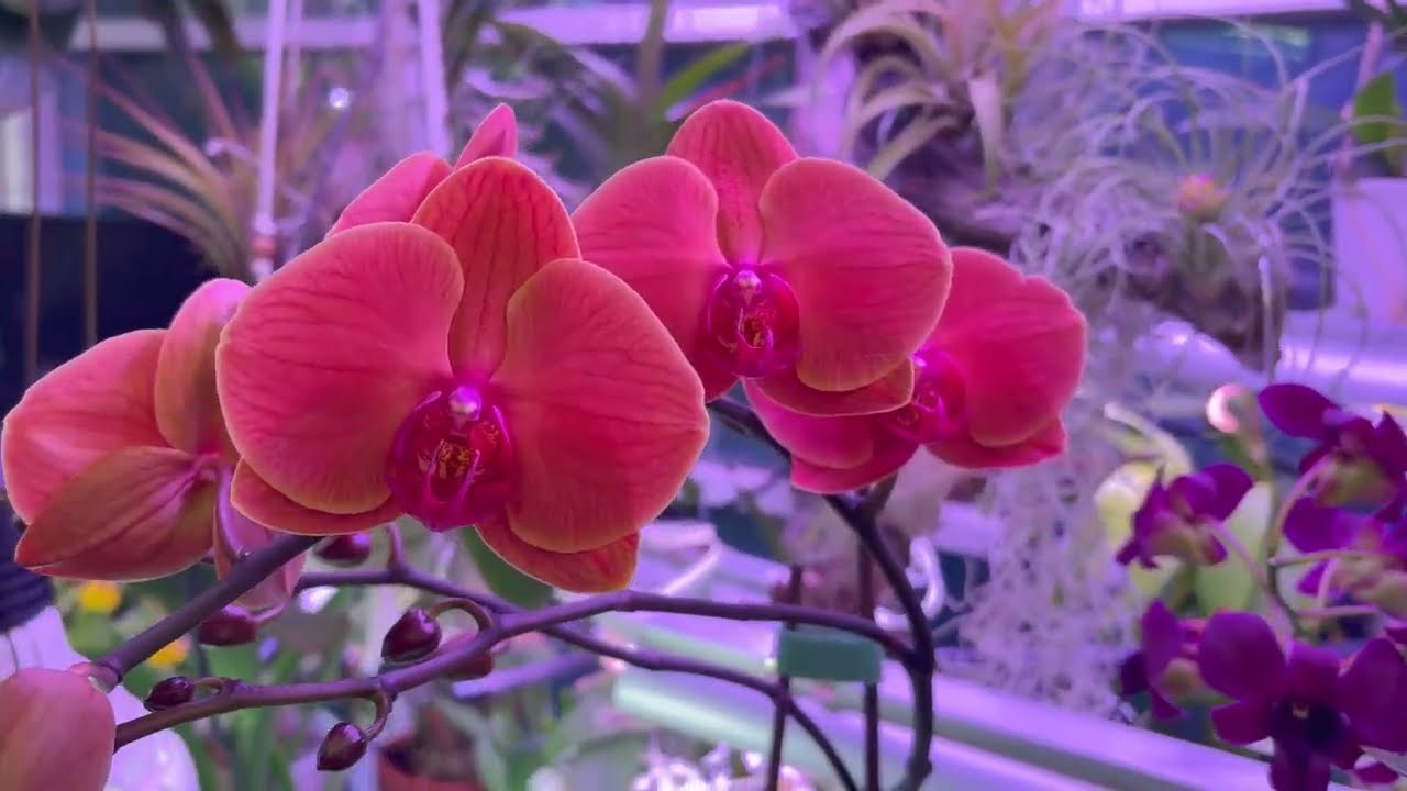 Ecuagenera Haul and Blooms | January 2026