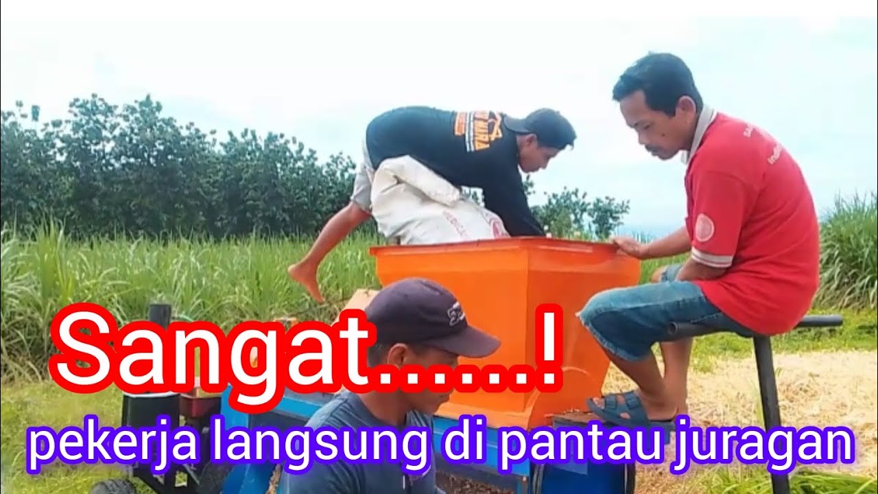 Juragan langsung pantau pekerja #viralvideo #fypシ゚viral # blower jagung