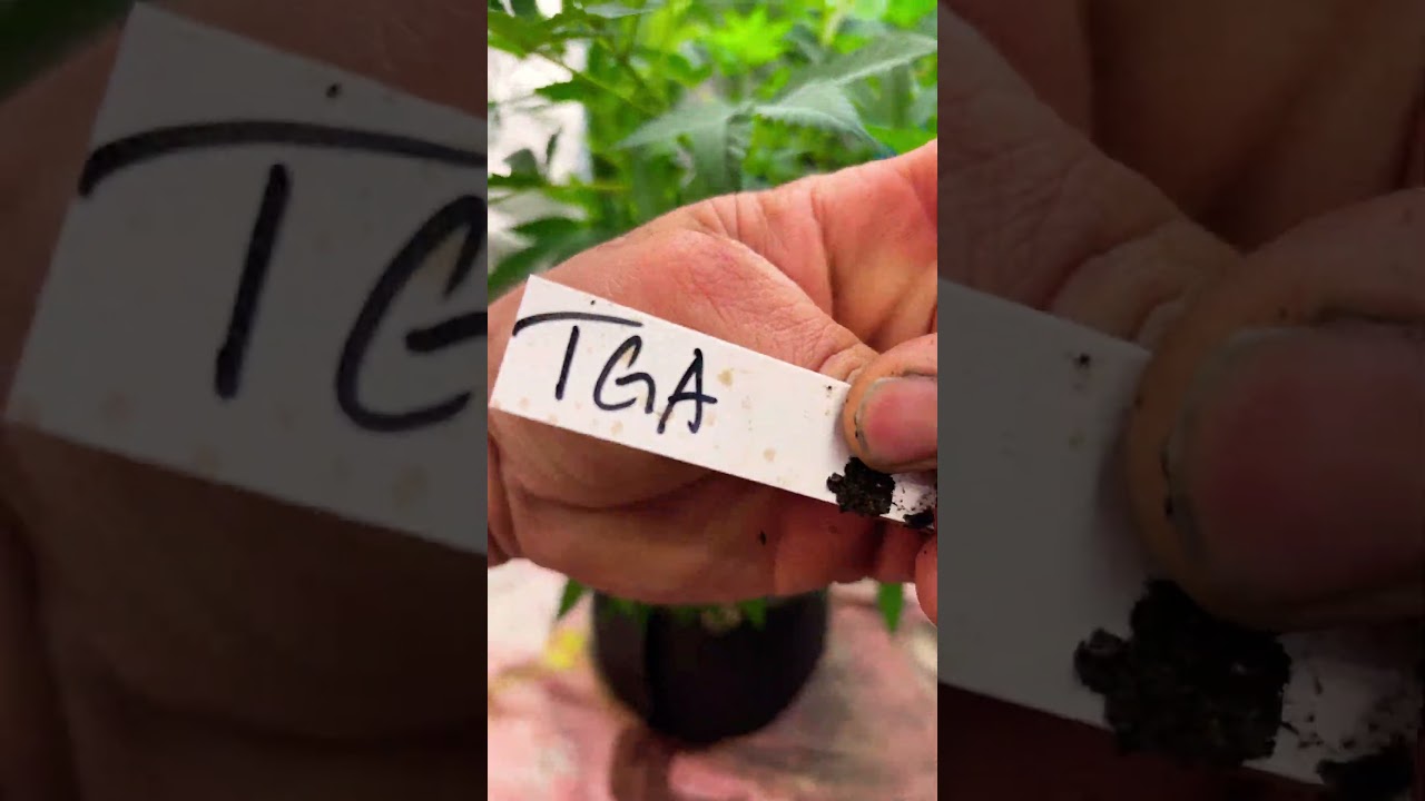Qleaner. Tga genetics. Rip subcool 🙏 🪦 🔥 🪴 we have a female and male @MendoDope @subcool420