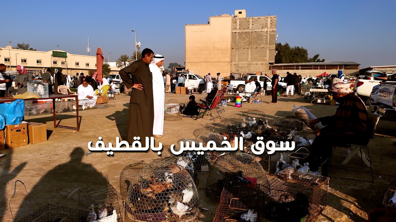 القطيف طيور جميله ورائعه سوق الخميس بالقطيف  is a beautiful and wonderful bird, Thursday in Qatif