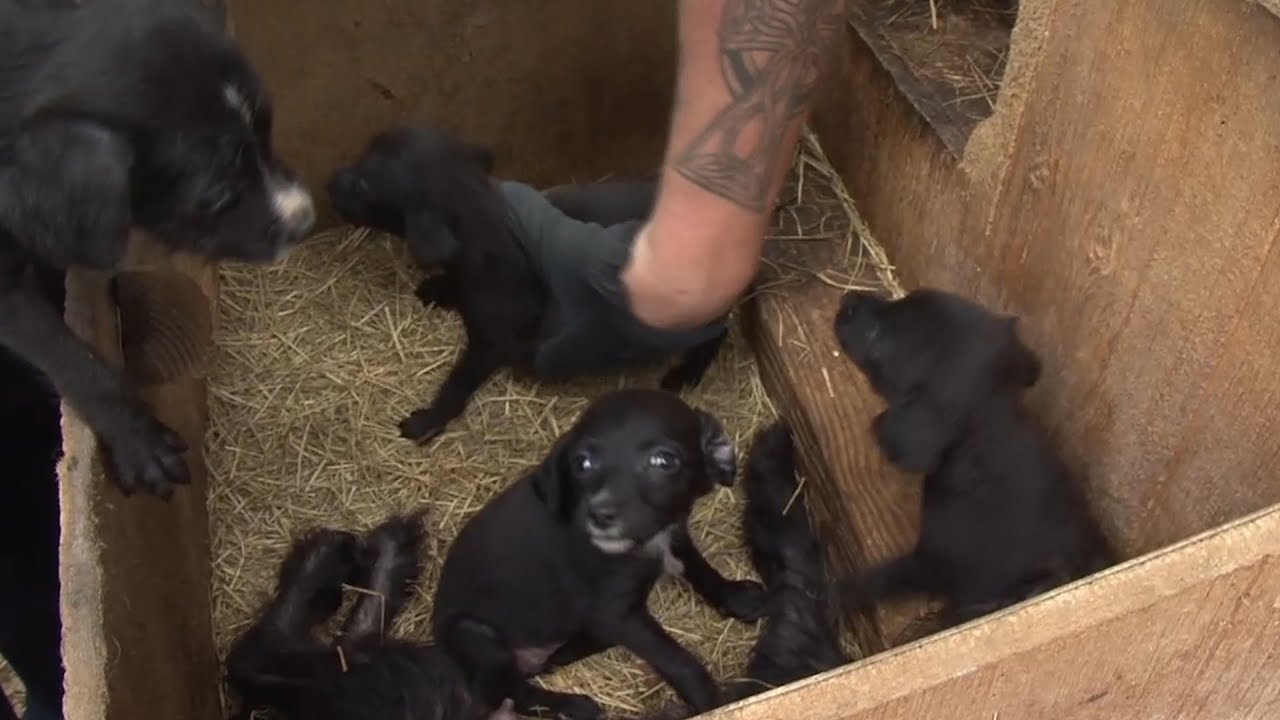A Puppy Mill Is Not A Home