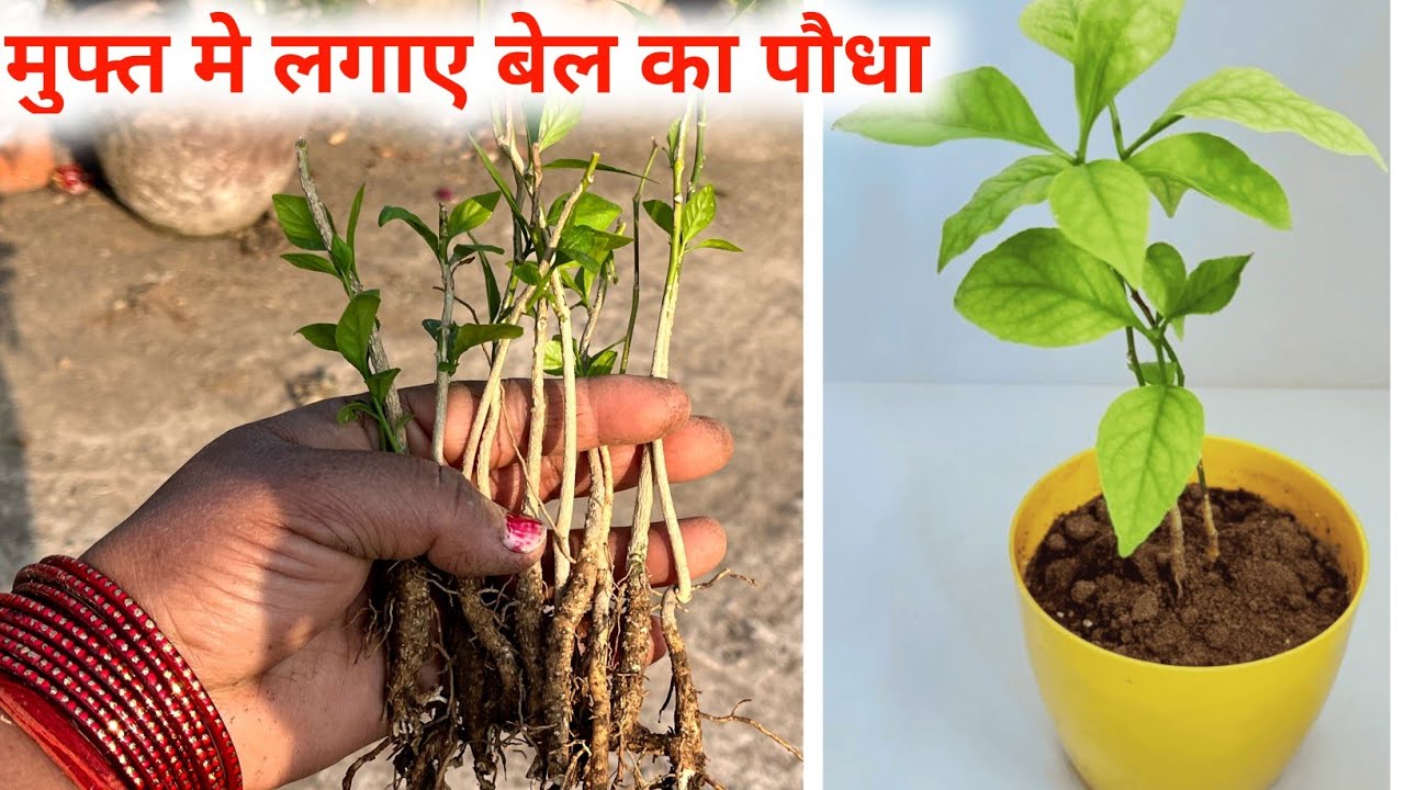 मुफ्त में लगाना सीखें बेल का पौधा अपने घर में | Bel Ka Paudha Kaise Lagaye | Bael Plant Growing Tips