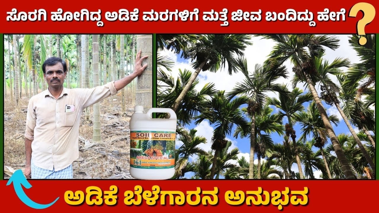 How to get more Yield in Arecanut Farming | ಸೊರಗಿ ಹೋಗಿದ್ದ ಅಡಿಕೆ ಮರಗಳಿಗೆ ಮತ್ತೆ ಜೀವ ಬಂದಿದ್ದು ಹೇಗೆ?