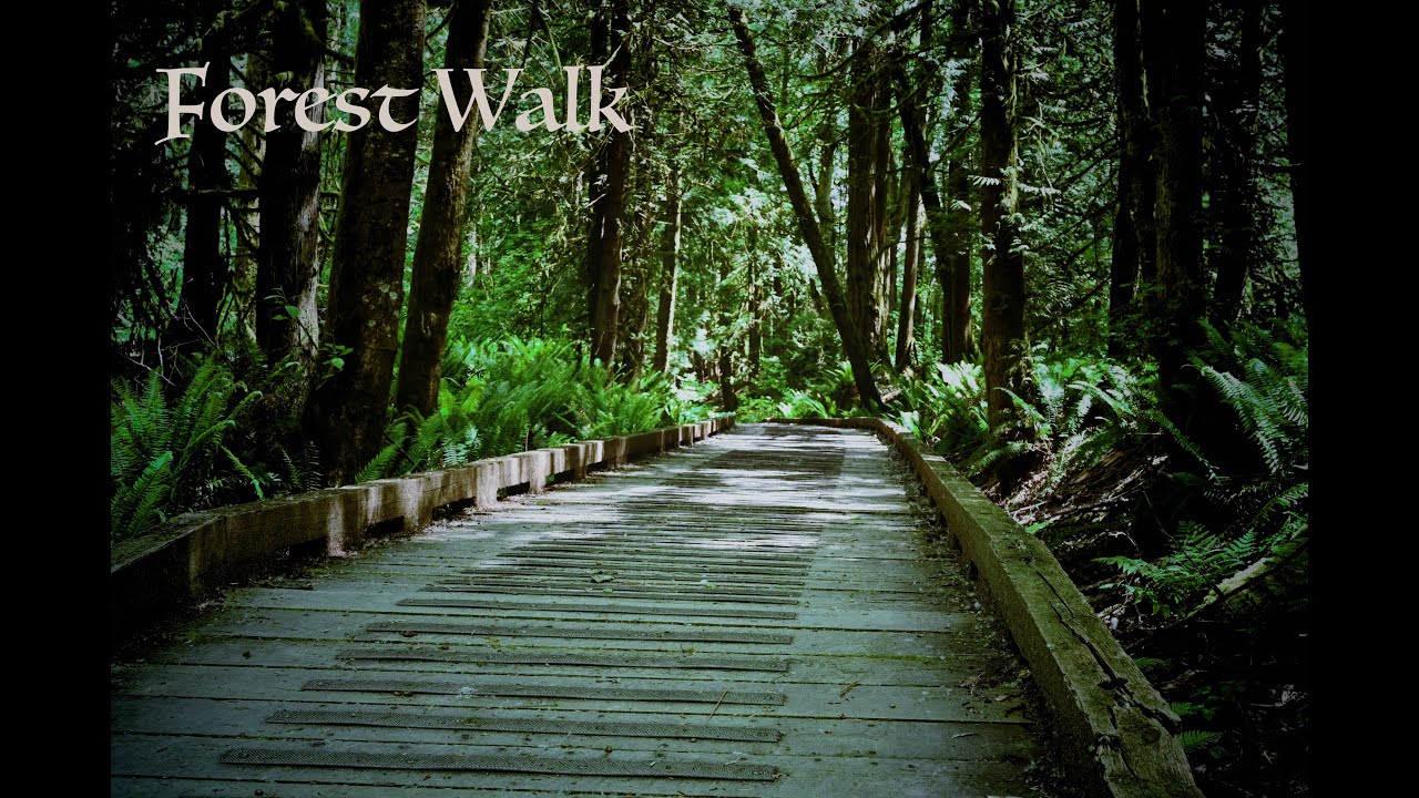 Enchanted Forest Stroll | A Serene Journey Amidst Nature