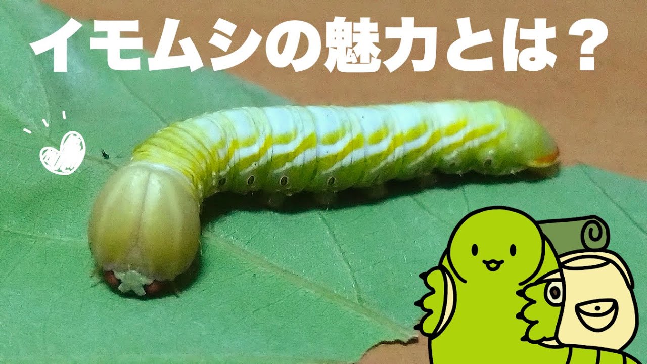 イモムシさんと暮らして気づいたこと