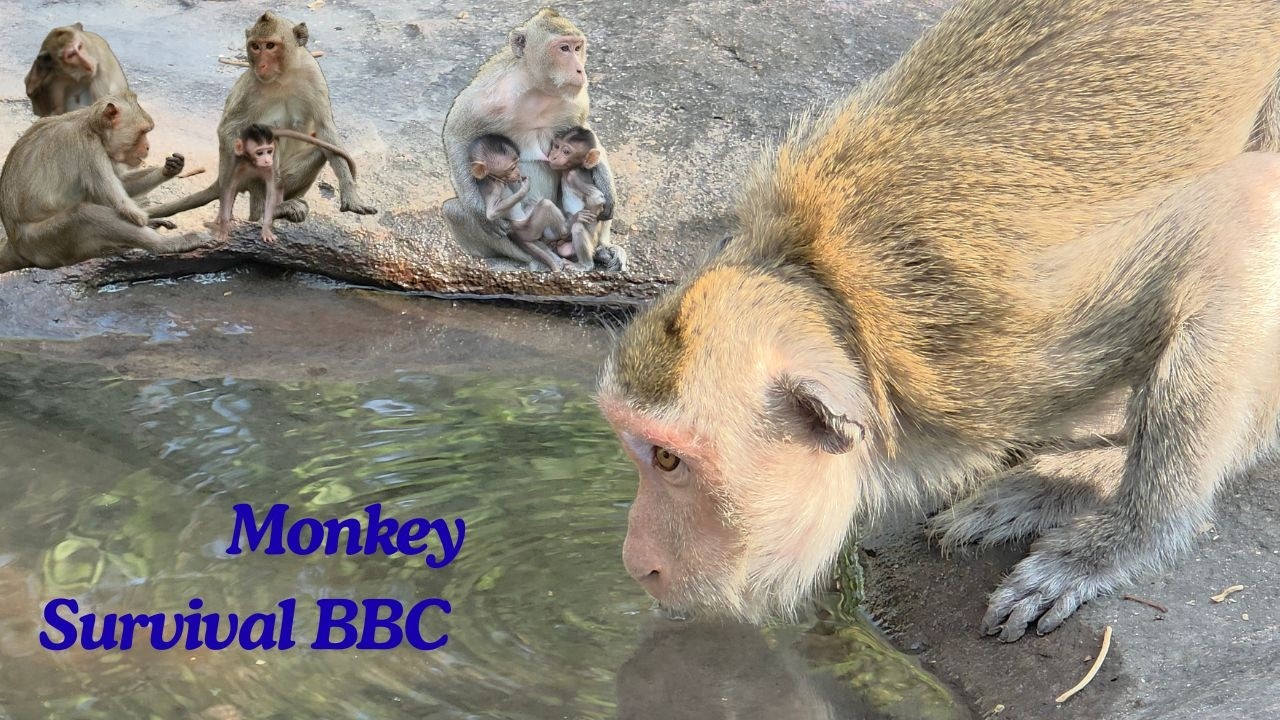 Helping Wild Monkeys in Dry Season | Mountain Water for Thirsty Monkeys | Monkey Drink water 4K