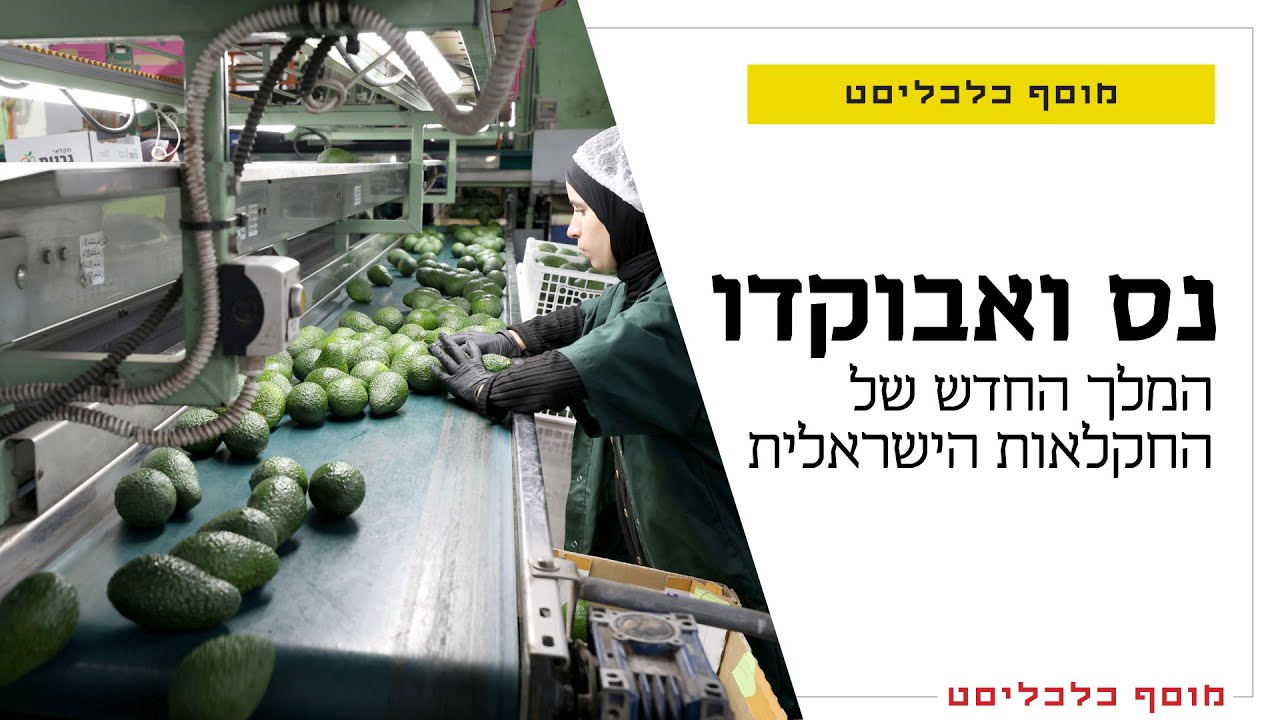 ירוק זה הכתום החדש: איך הפך האבוקדו לפרי הכי מבוקש של ישראל?