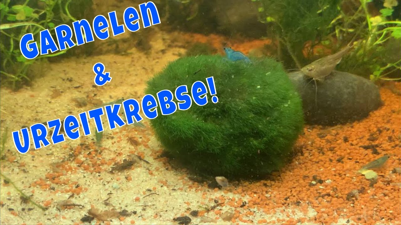 Mein Garnelen & Urzeitkrebse Aquarium