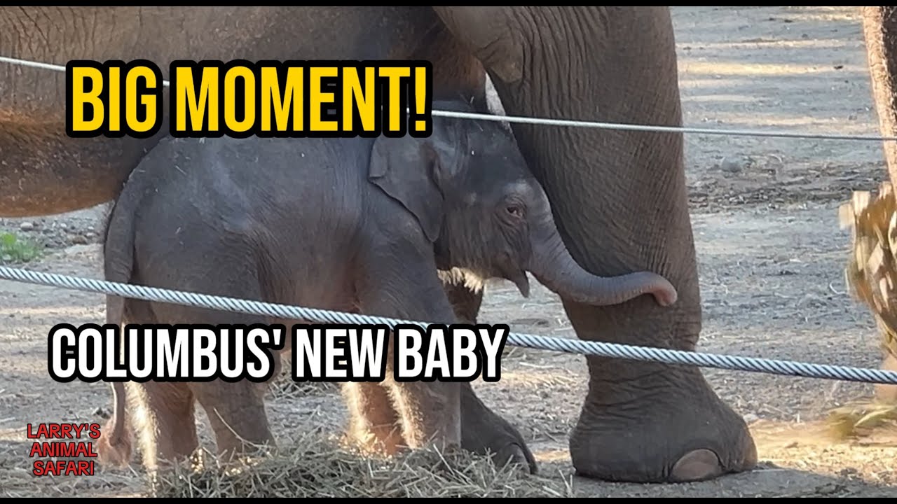 🐘 Новый слоненок в зоопарке Колумбуса – Первый близкий взгляд! 💛