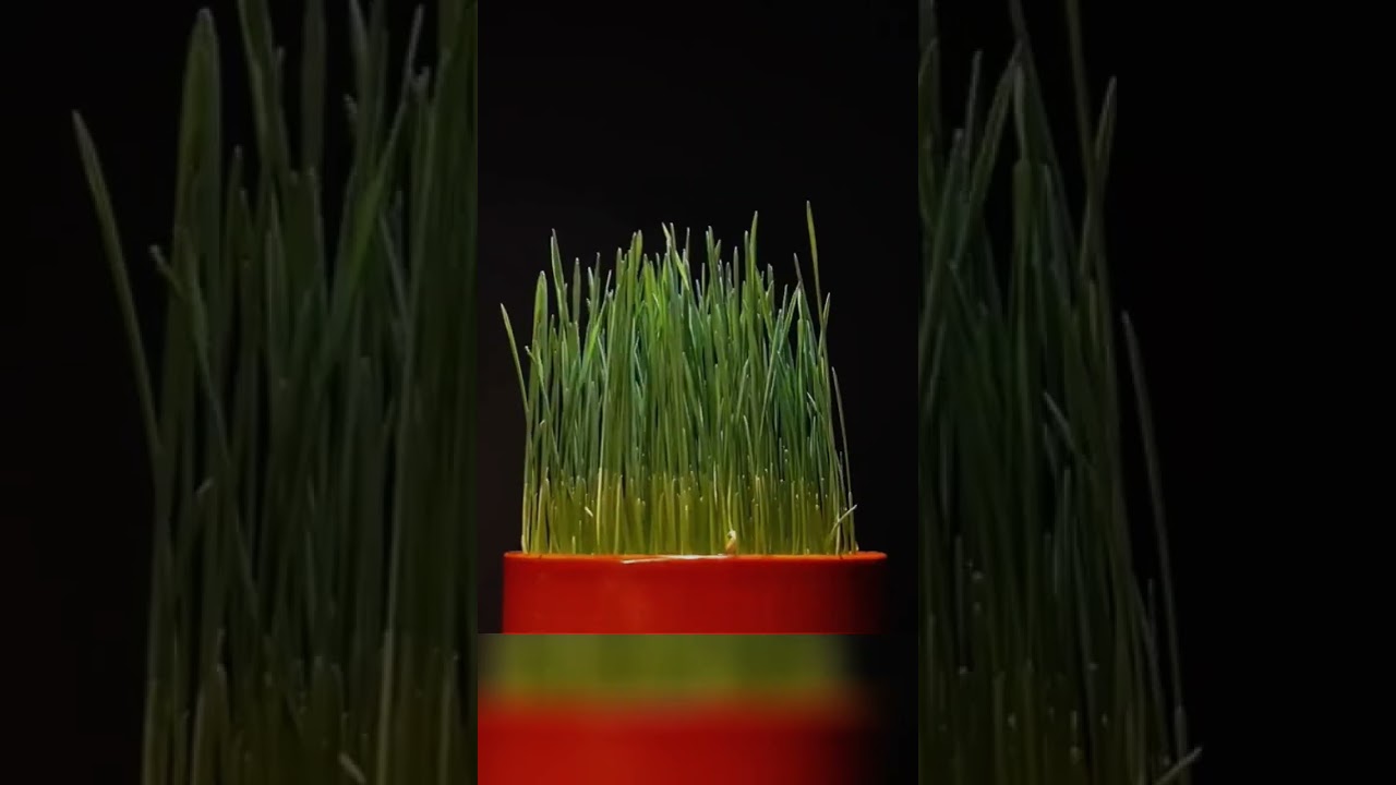 how wheat grow full process