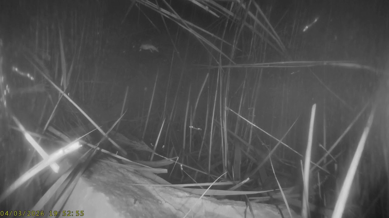 Warnham LNR: Pond Camera☀️04/03/26