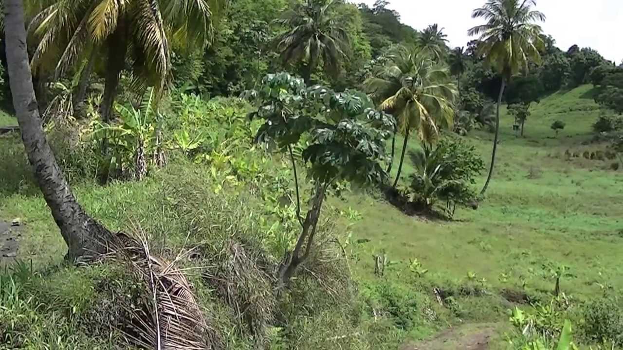 Rasta Realty