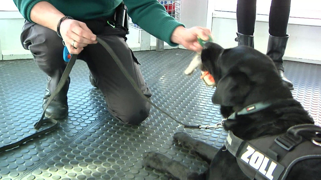Wie Hunde Drogen am Flughafen München entdecken
