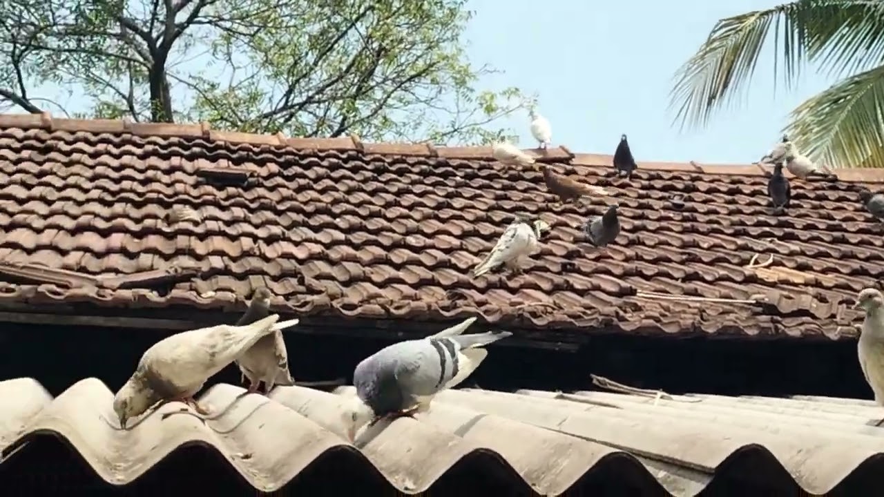 දිනූක අයියාගේ පරවි කූඩුව /timing pigeons loft @DTTSL1993 