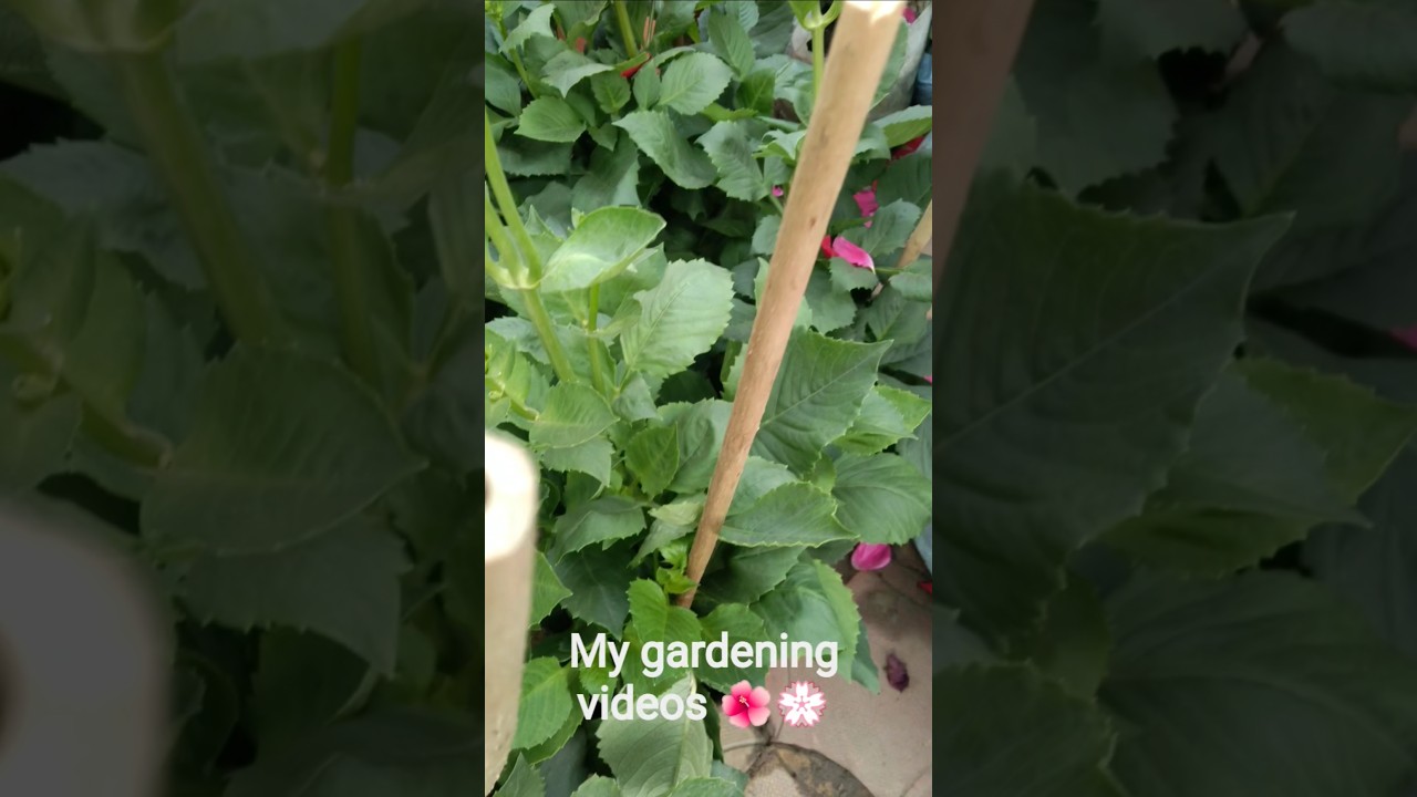 daliya ❤/hibiscus/beautiful/flower 💖/my gardening videos/Gorai garden 🏡/