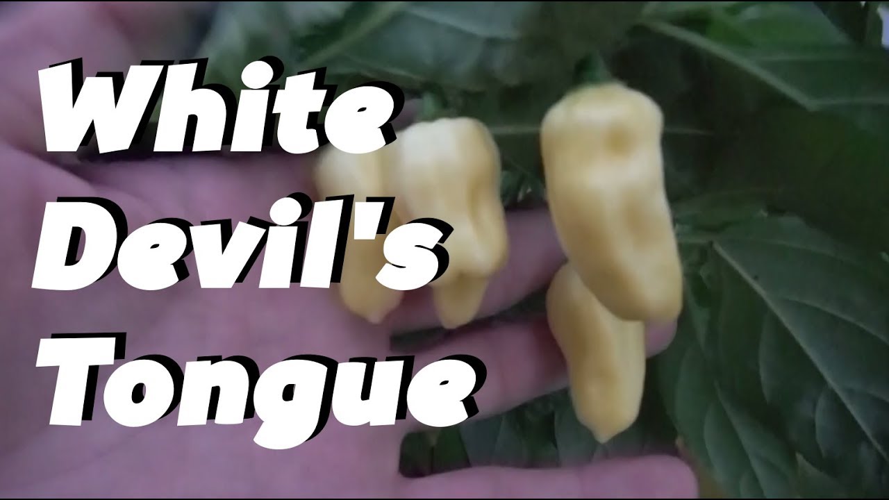 White Devil's Tongue: Super Hot Peppers