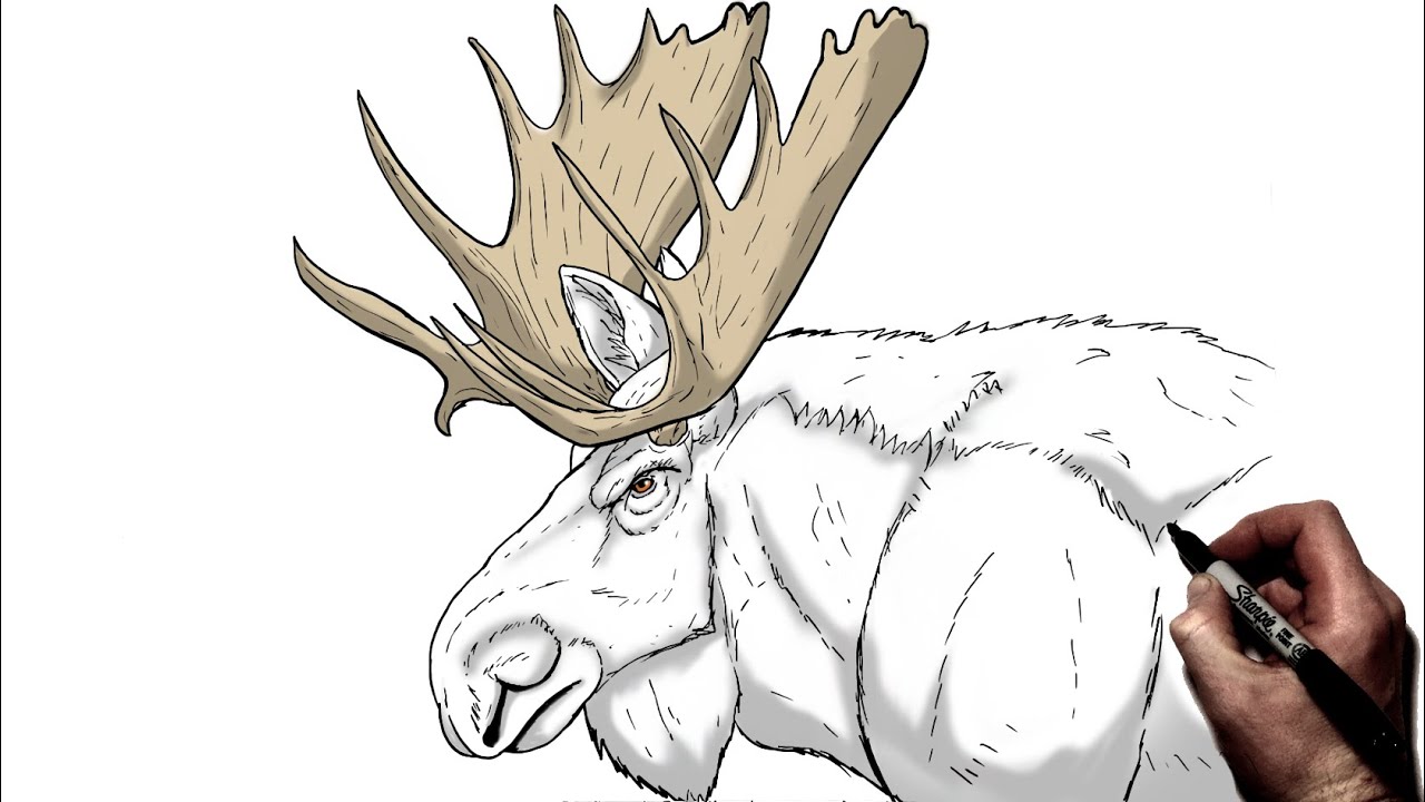 How To Draw A Moose | Step By Step