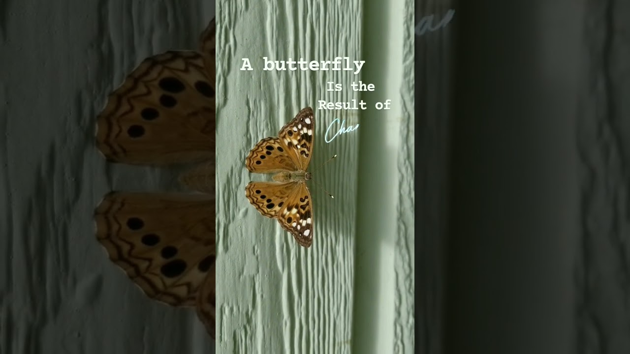 Embrace 🦋 Change #life #acceptance #quotes #original #shorts #butterfly #nature #beauty #changes