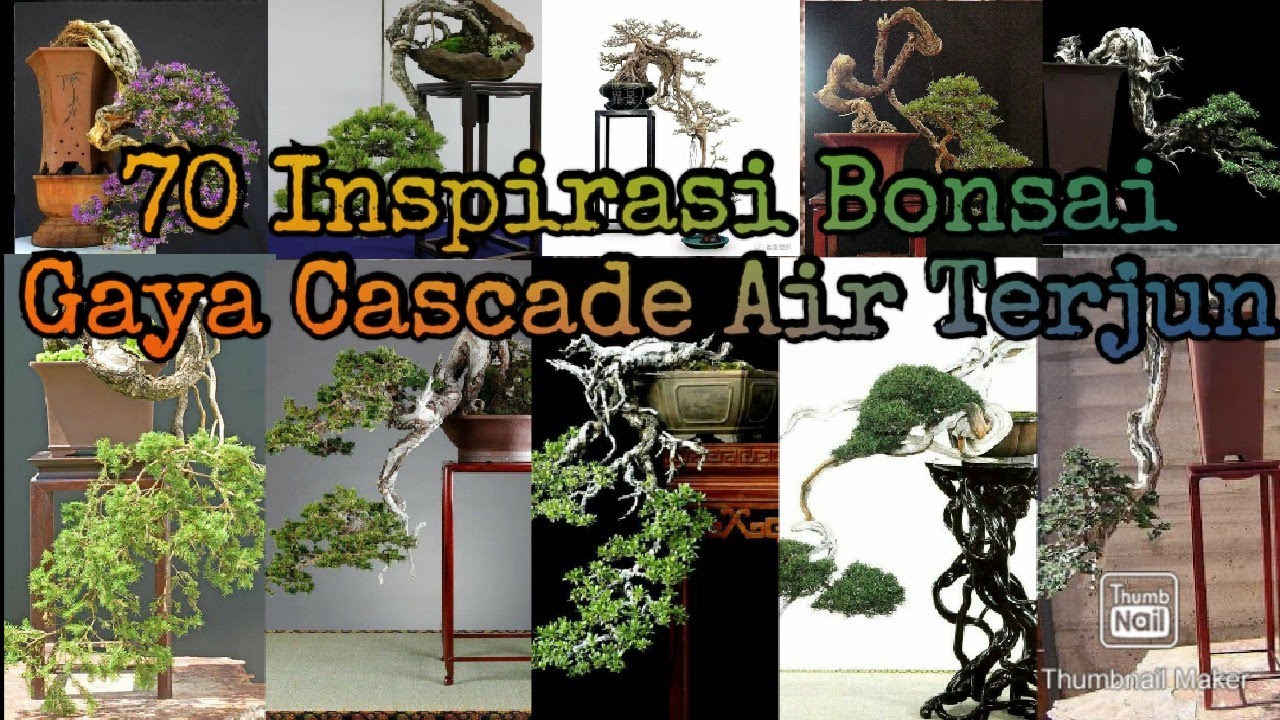 70 Inspirasi Bonsai Gaya Cascade Atau Air Terjun