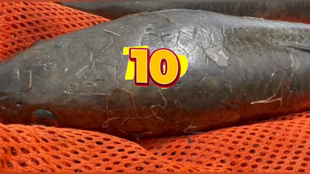 Top10 all best fishing || catches Snakehead fishing #mdkhaju fishing