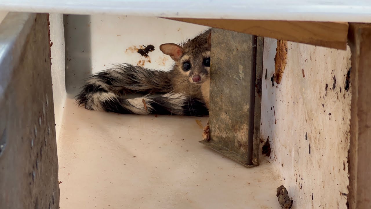 Ringtail Cat Release, March 2023, Utah