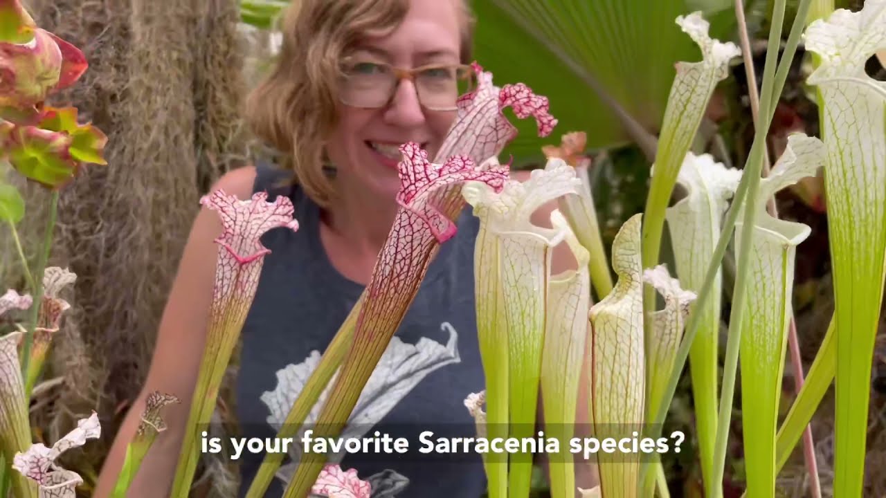 Все о Sarracenia leucophylla