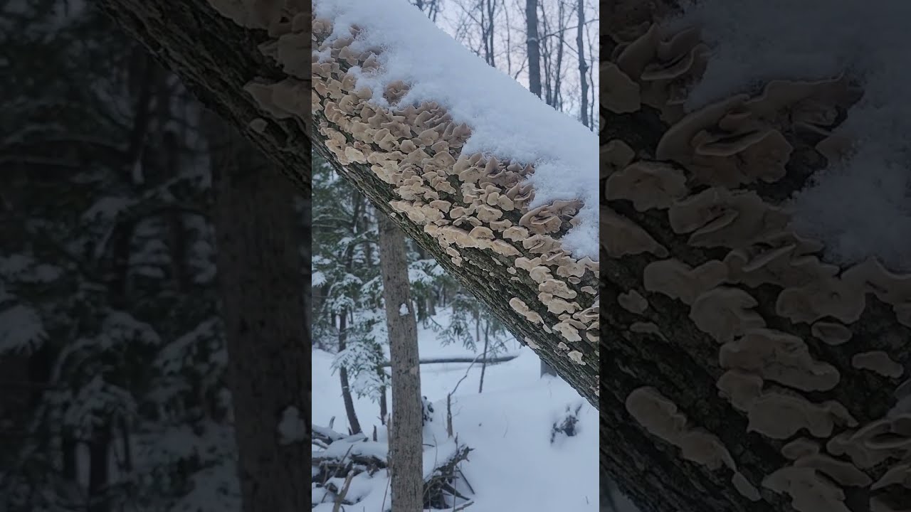 A New Year, A Return to Nature