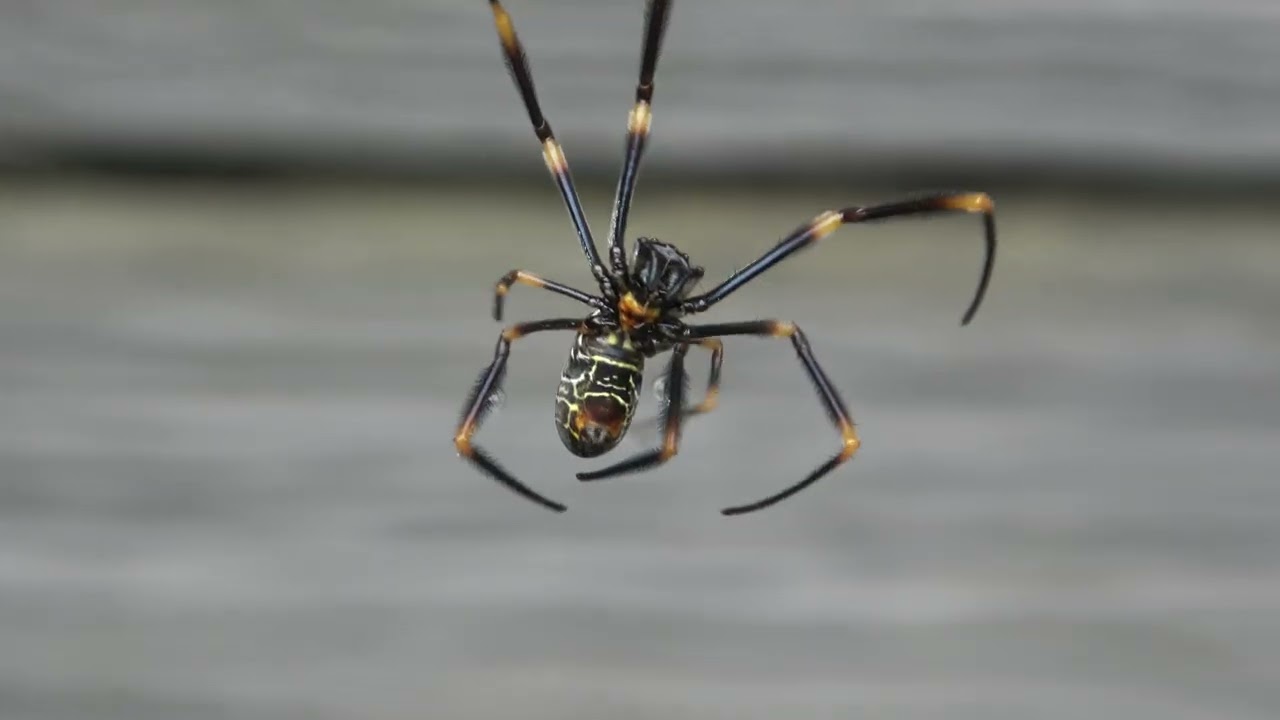 Golden Orb Spider making a new web.