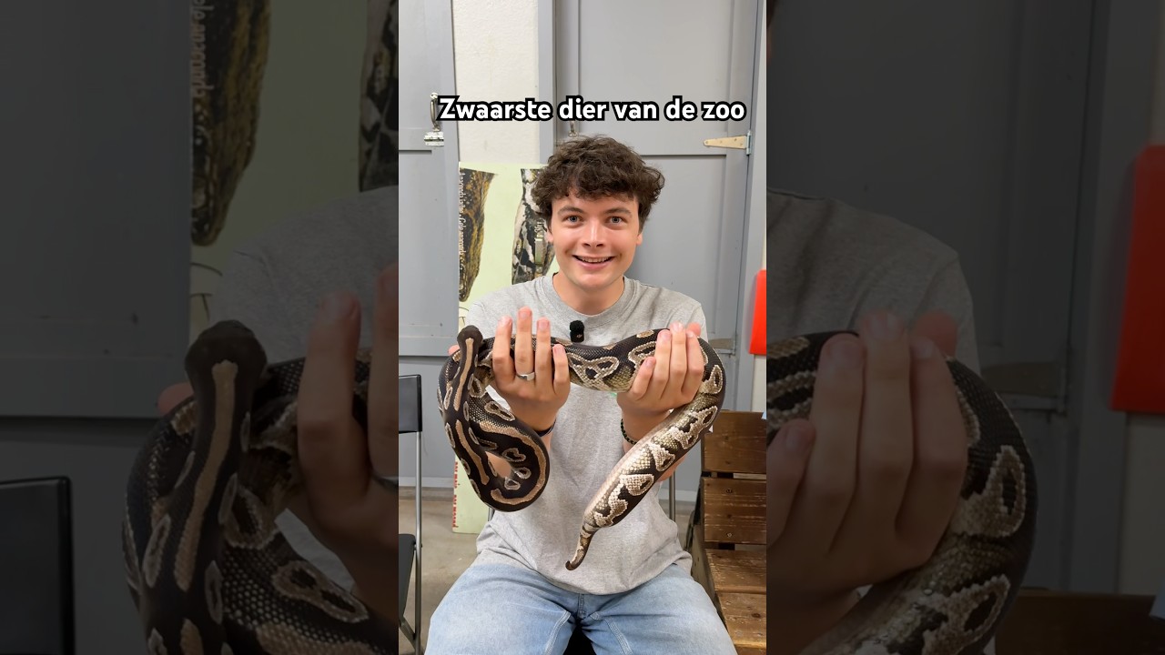 Publiciteit Pairi Daiza! Wat is het zwaarste dier van de zoo? 🤔