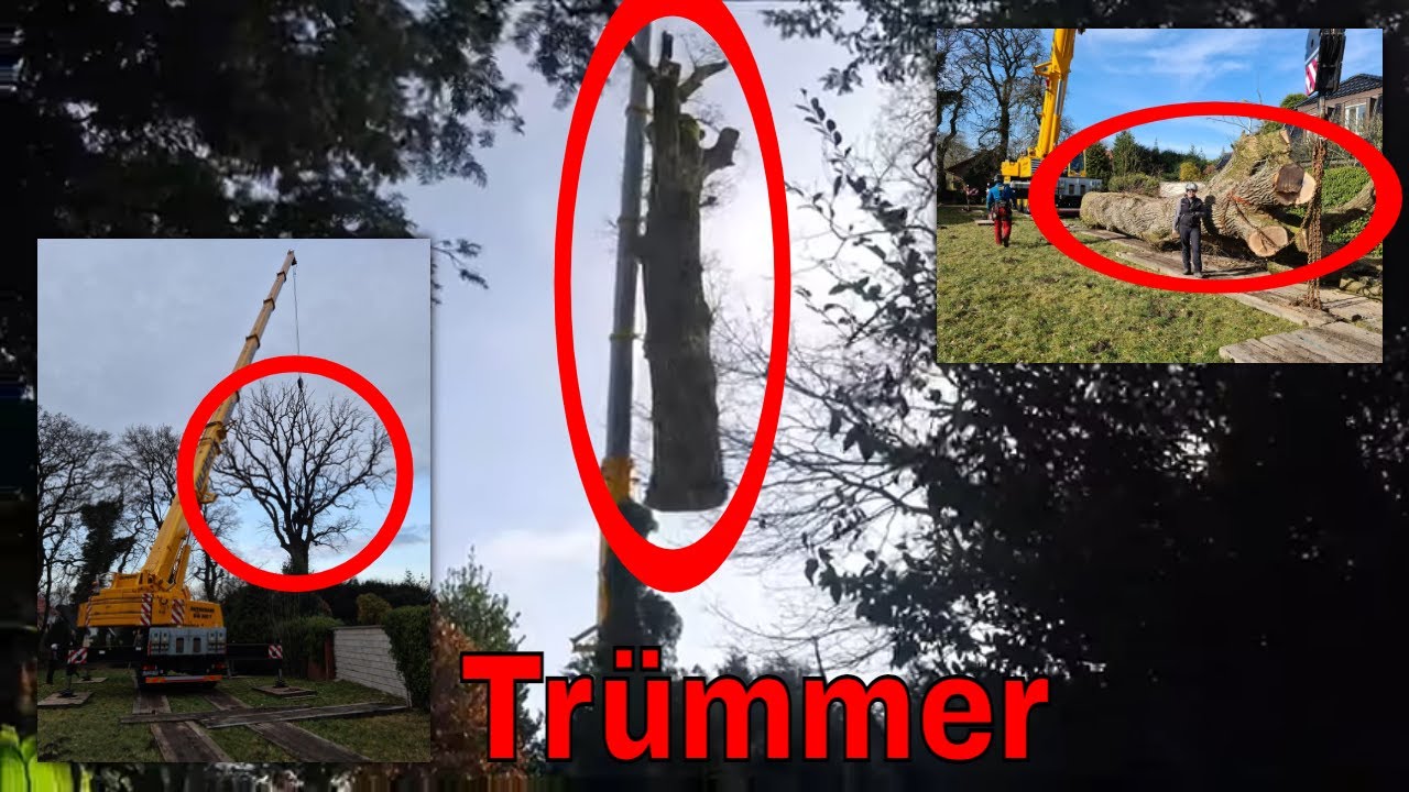 Trümmer Eiche | Baumpflege Mertens